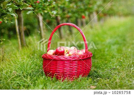 Organic red apples in a Basket outdoor. Orchard. Autumn Garden. 10265758