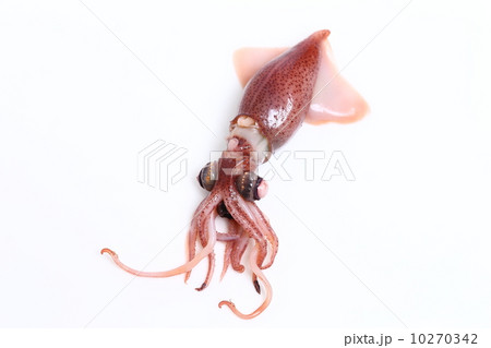 ホタルイカ 10270342