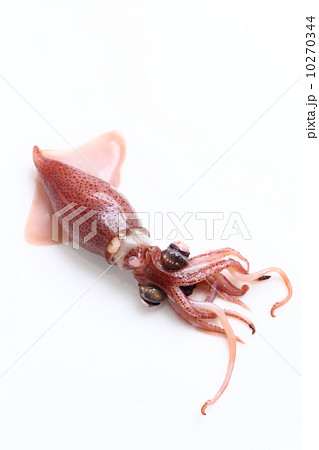 ホタルイカ 10270344