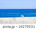 海と貝殻 10270531