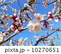 桜 10270651