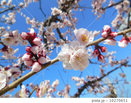 桜 10270651