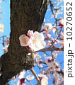 桜 10270652