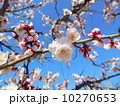 桜 10270653