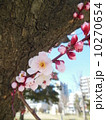 桜 10270654