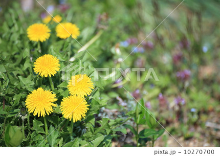 タンポポ タンポポ 10270700