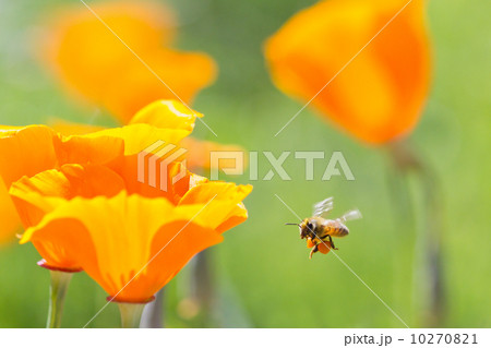 ミツバチとカリフォルニアポピー 10270821