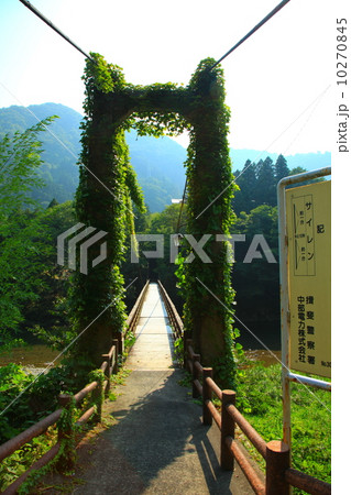 恋のつり橋•夏 10270845