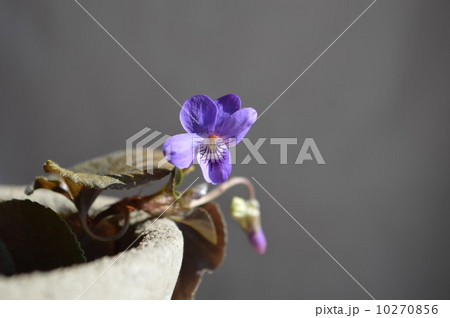 ニオイスミレ 10270856