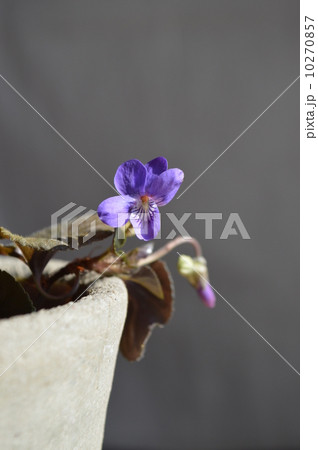 ニオイスミレ 10270857