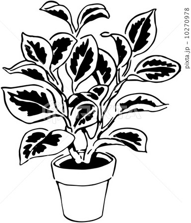 Plant 9 Plant 9 10270978