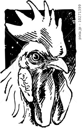 Handsome Rooster Handsome Rooster 10271399