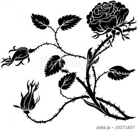 Thorny Rose 10271837