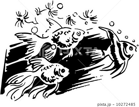 Group Of Fish 10272485