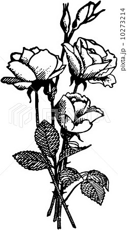 A Rose Is A Rose 10273214