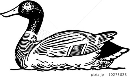 Duck 10273828