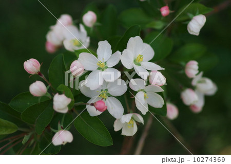 ヒメリンゴ ヒメリンゴ 10274369