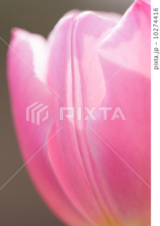 チューリップ 10274416