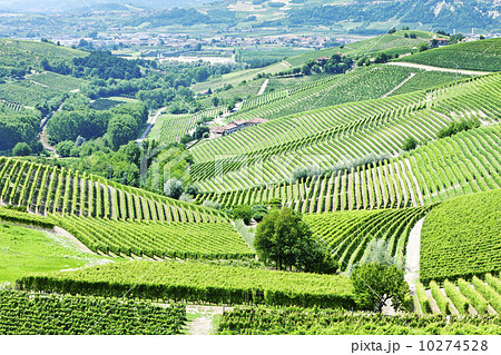 vineyars near Barbaresco, Piedmont, Italy vineyars near Barbaresco, Piedmont, Italy 10274528