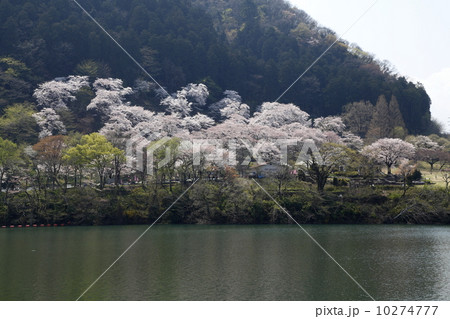 神奈川県立津久井城山公園（相模原市） 10274777