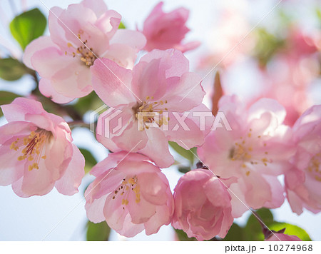 美しい花海棠 美しい花海棠 10274968