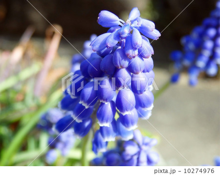 ムスカリ 10274976