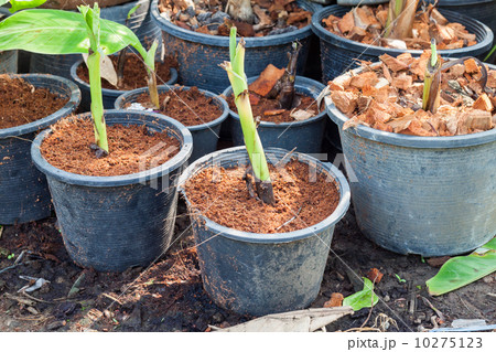 Sprouting banana Sprouting banana 10275123