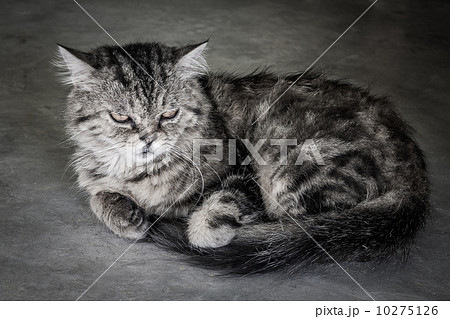 Depress face cat 10275126