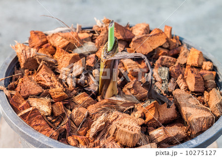 Sprouting banana 10275127