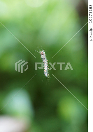 舞舞蛾　マイマイガの幼虫　風に乗って宙を飛ぶ 10275168