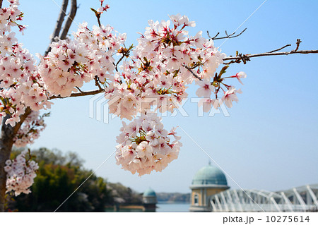 春の湖畔 10275614