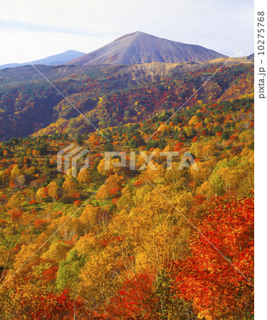 吾妻山 天狗の庭 紅葉の写真素材