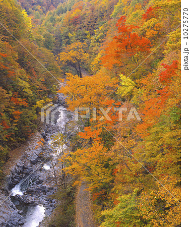 中津川渓谷　紅葉　秋 10275770