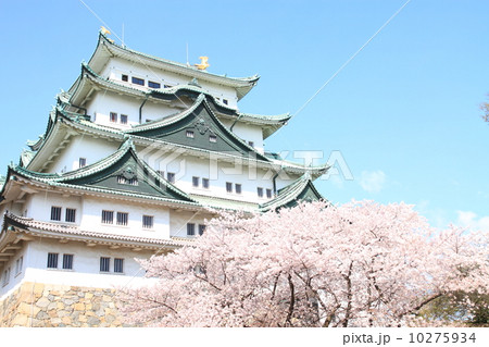 4月愛知 名古屋城・天守と桜 10275934