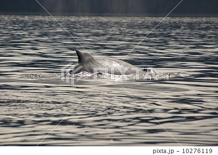 Whale watching adventure from Juneau Alaska 10276119
