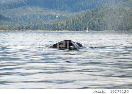 Whale watching adventure from Juneau Alaska 10276120
