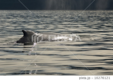 Whale watching adventure from Juneau Alaska 10276121