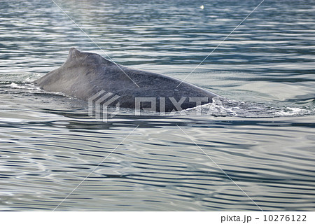 Whale watching adventure from Juneau Alaska 10276122