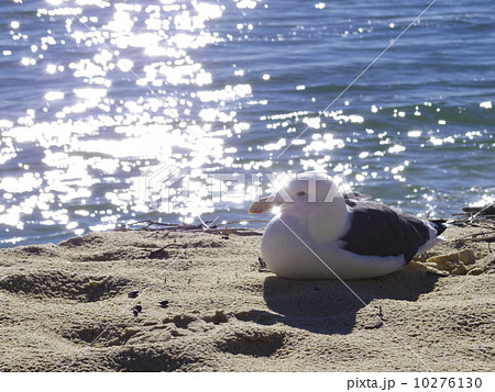 カモメと海-2 10276130