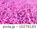 芝桜 10276183