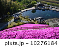 丸池湧水と芝桜 10276184