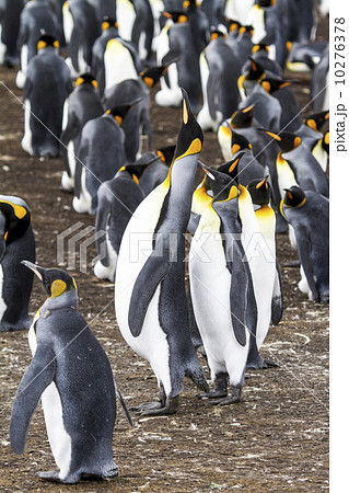King Penguins King Penguins 10276378