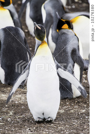 King Penguins King Penguins 10276380