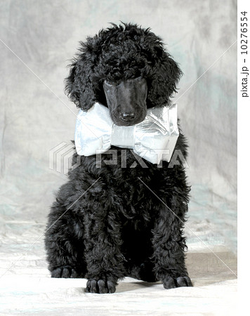 handsome puppy 10276554