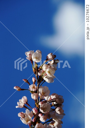 桜よ～天まで伸びて～ 10276672