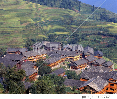 龍脊梯田 10276711