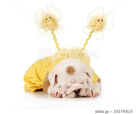 cute puppy 10276813