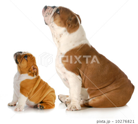bulldogs looking up 10276821