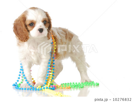 cute puppy cute puppy 10276832