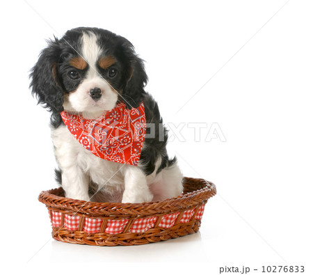 spaniel puppy spaniel puppy 10276833